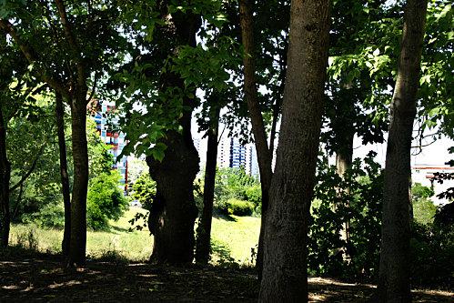 Bois cadet: un îlot de verdure val-en-juillet.jpg