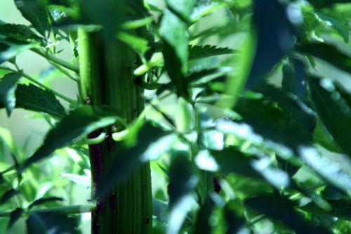 Sambucus nigra 'Monstrosa' monstrosa détail romi 7 juil 2010 027.jpg