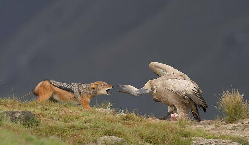 Un chacal et un vautour combattent pour un morceau de carcasse animale. 