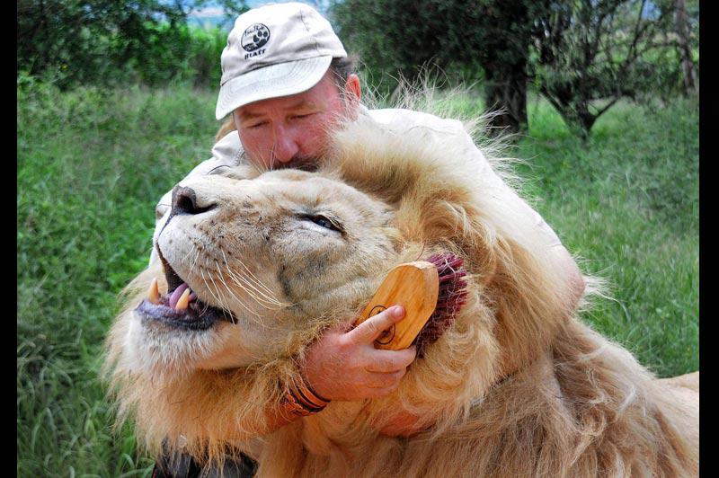 Ce soigneur du zoo «Lion Park», près de Johannesburg, en Afrique du Sud, est devenu si proche de l’un des lions dont il s’occupe qu’il peut le caresser et brosser sa crinière. Il lui a tout de même fallu six années pour forger cette relation unique avec l’animal. 