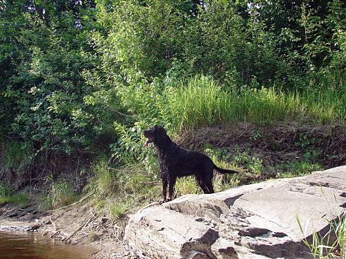 Bulletin canin DSC09308