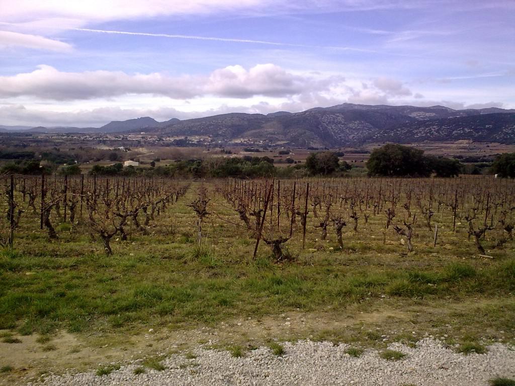29012010861 1024x768 coup de coeur  Le Mas de la Séranne en appellation Terrasses du Larzac