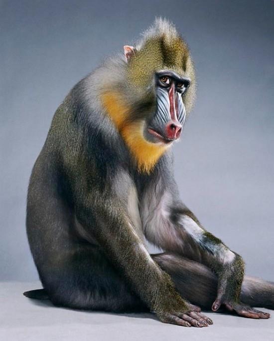 Portraits de singe par Jill Greenberg