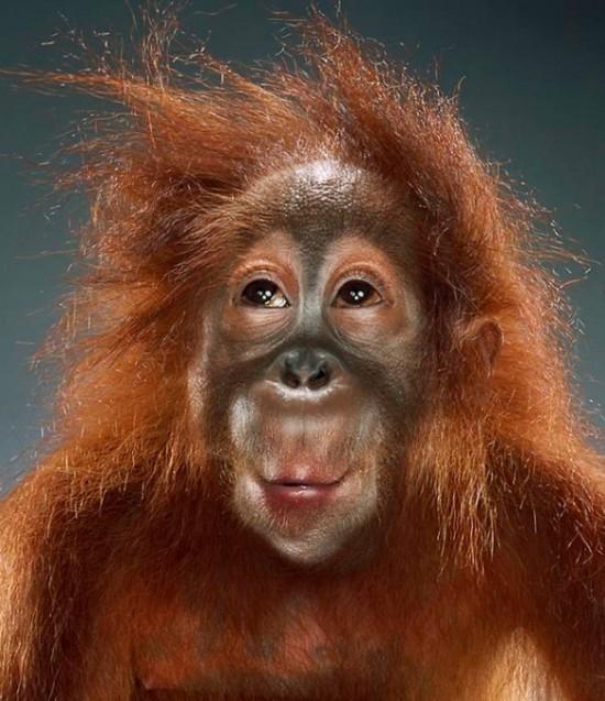 Portraits de singe par Jill Greenberg