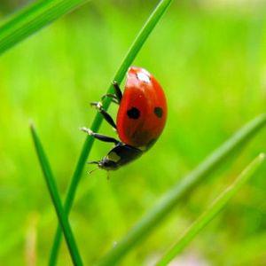 La cité des insectes insectes