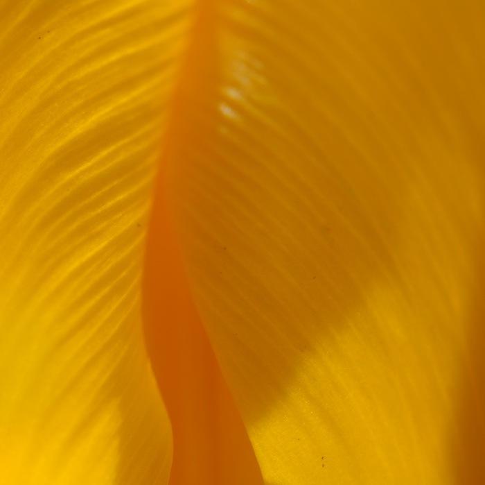 les couleurs dans notre vie tulipes-roses-printemps6