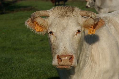 Baltha ne fait plus mumuse avec sa muse 4180934323_71c8005293.jpg