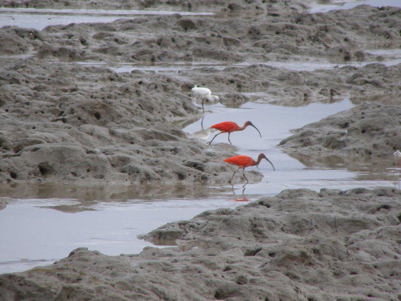 Aigrette, bihoreau et ibis, au bord de la Cayenne !