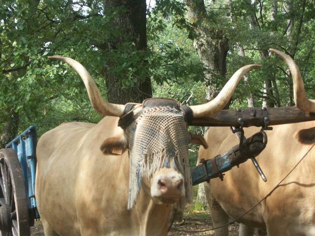 Sont-ils beaux tous nos “zélites”… ecomusedeslandes5.jpg