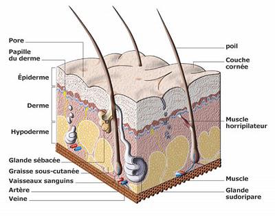 UN COSMETIQUE QUI AGIT SOUS L’EPIDERME, C’EST POSSIBLE ?