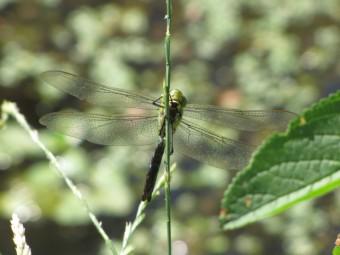 La libellule 100718 Libellule 2.jpg