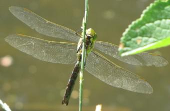 La libellule 100718 Libellule.jpg