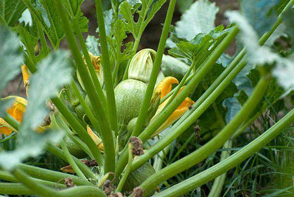 courgette-ronde