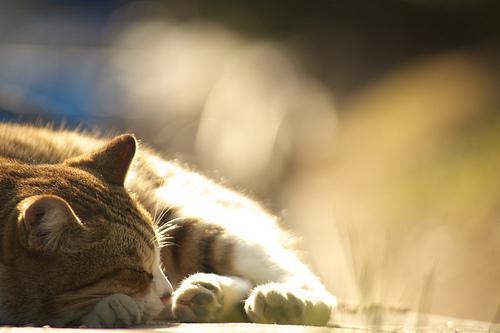 Petits plaisirs estivaux Petits plaisirs estivaux