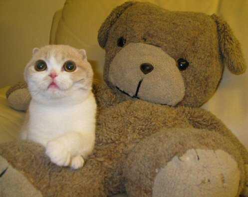 Meli-melo rigolo... Meli-melo rigolo...