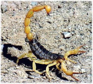scorpions-blog.jpg