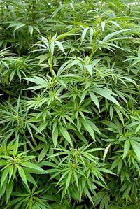 Tourisme de la drogue et coffee shop néerlandais Cannabis_sativa