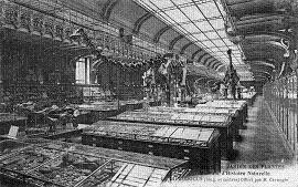 Anatomie Comparée, mai 2010 Anatomie Comparée