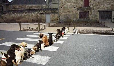 ...L'UNION CANINE PONOTEsatisfaite.Nos lecteurs avaient p... ...L'UNION CANINE PONOTEsatisfaite.Nos lecteurs avaient p...