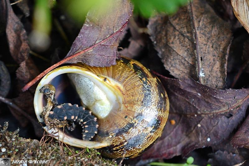 Une lueur dans la nuit sortant de nulle part… Le Ver-luisant (femelle) et l'escargot