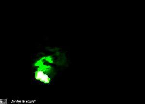 Une lueur dans la nuit sortant de nulle part… Ver-luisant (femelle) • Lampyris noctiluca (photo sans flash)