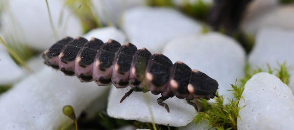 Une lueur dans la nuit sortant de nulle part… Ver-luisant • Lampyris noctiluca (Femelle aptère)