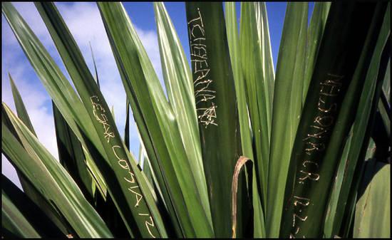 Premiers pas sur les chemins du Cap Vert cap-vert-agave-tag.1277112155.jpg