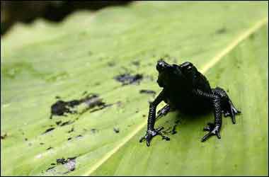 Une marée noire peut en cacher une autre