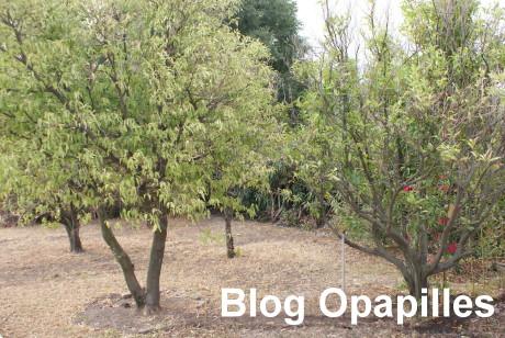 Les feuilles passent du vert au brun secheresse-arbre.jpg