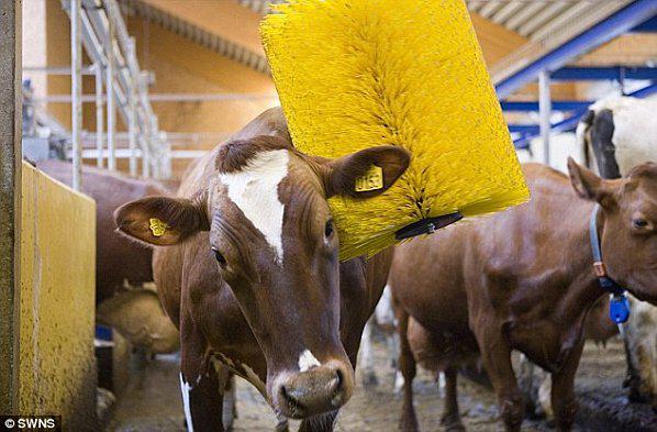 Le brossage automatique pour vaches, parcequ'elles le valent bien! lavachomatic1