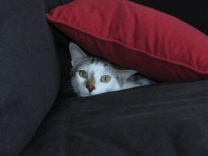 News de mes animaux : épisode 20 IMG_2299