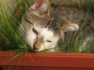 News de mes animaux : épisode 20 IMG_3171