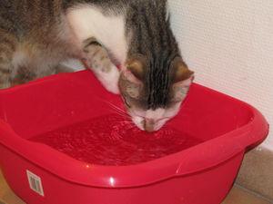 News de mes animaux : épisode 20 IMG_3465