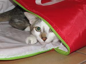 News de mes animaux : épisode 20 IMG_4238