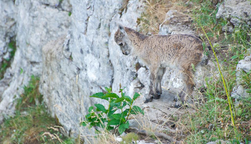 Jeune cabri de cette année au Creux-du-Van Un jeune bouquetin