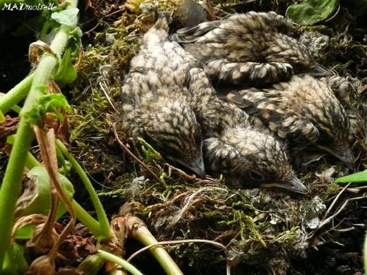 Cui-cui-cui ! Cui-cui-cui !