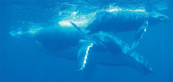 baleine à bosse et petit