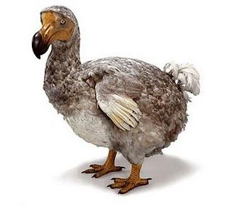 bibo dodo