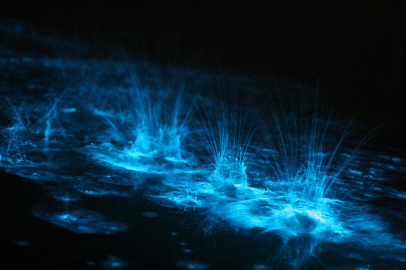 BioLuminescenceThu_423 Lueurs dans le Lac Gippsland