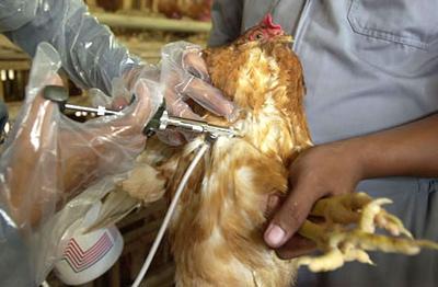 Maladies animales et économie mondiale Maladies animales et économie mondiale