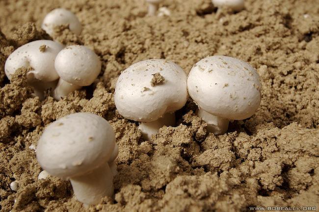 Carrière Champignon Paris Champignonnière