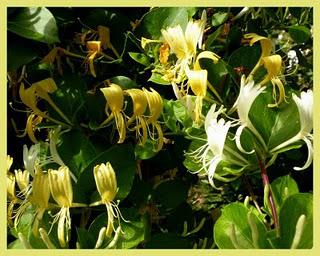 Senteurs... Senteurs...