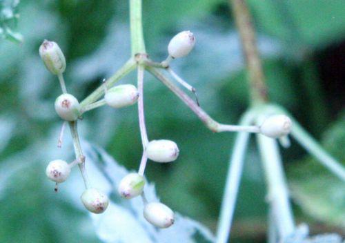 pulverulenta fruits romi 26 juil 2010 039.jpg