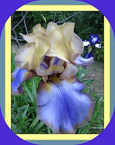Au hasard d'un blog.... iris.jpg