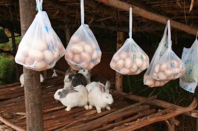 L'échevin des produits wallons dans les ananas clip_image005