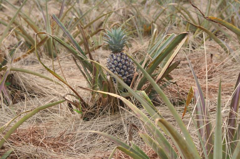 L'échevin des produits wallons dans les ananas Ananas_image002