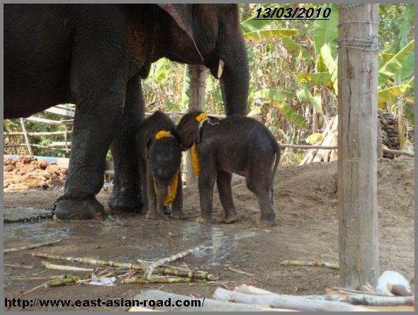 Thaïlande région de Surin naissance de jumeaux éléphants