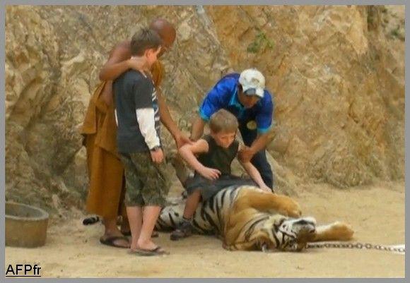 Thaïlande: faut-il, ou non, visiter le temple des tigres ? (vidéos)