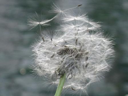 Pissenlit... pissenlit.JPG