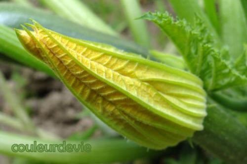 DSC00582 Beignets de fleurs de courgettes